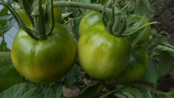 Pencegahan mudah tomato pada pertengahan musim panas akan menghilangkan penyakit hawar lewat