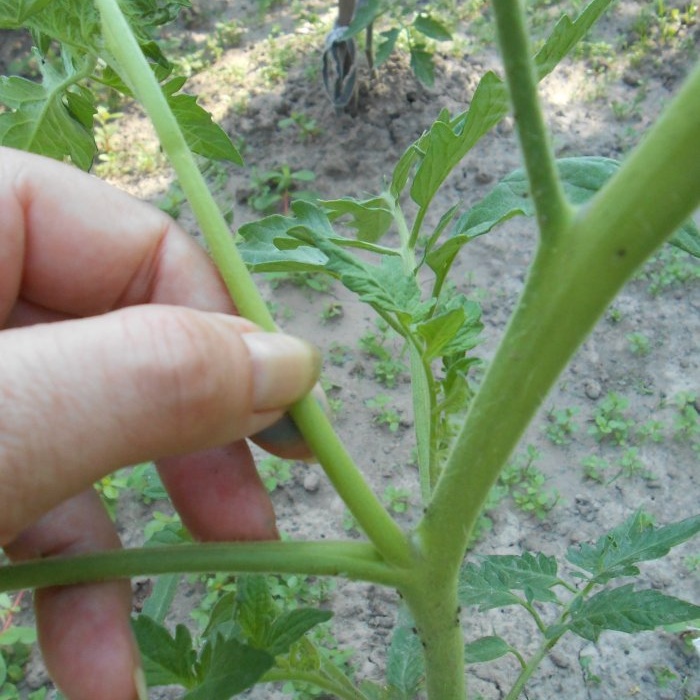 Pencegahan mudah tomato pada pertengahan musim panas akan menghilangkan penyakit hawar lewat