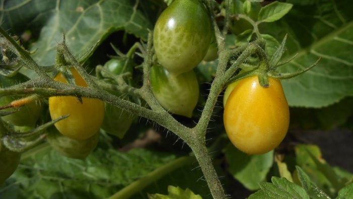 Une simple prévention des tomates au milieu de l'été éliminera le mildiou