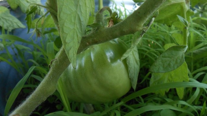 Pencegahan mudah tomato pada pertengahan musim panas akan menghilangkan penyakit hawar lewat