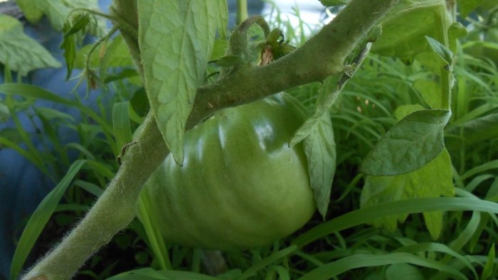 Une simple prévention des tomates au milieu de l'été éliminera le mildiou