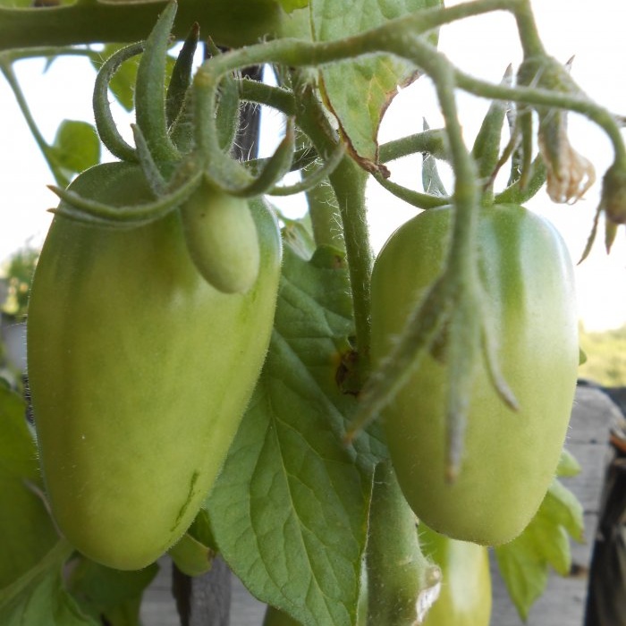 Durch die einfache Vorbeugung von Tomaten im Hochsommer wird die Kraut- und Knollenfäule beseitigt