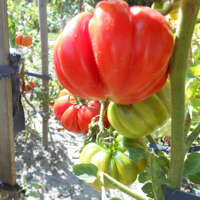 Une simple prévention des tomates au milieu de l'été éliminera le mildiou