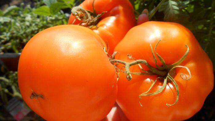 Simple prevention of tomatoes in mid-summer will get rid of late blight