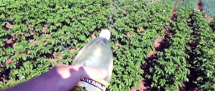 Colorado patates böceğine karşı süper basit ve güvenli çözüm