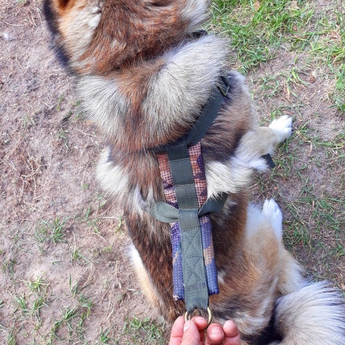 Hoe je een hondenharnas met je eigen handen maakt