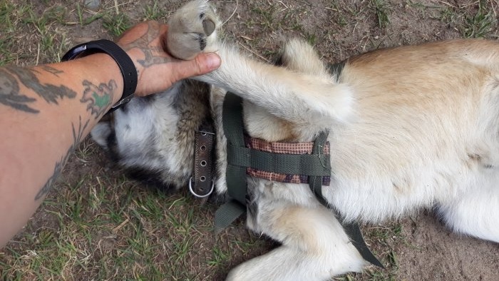Cách làm dây nịt cho chó bằng tay của chính bạn