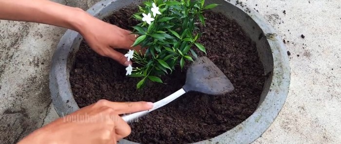 Nous formons un plant de n'importe quel arbre à partir d'une branche en utilisant du papier toilette