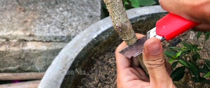 Formamos una plántula de cualquier árbol a partir de una rama con papel higiénico.