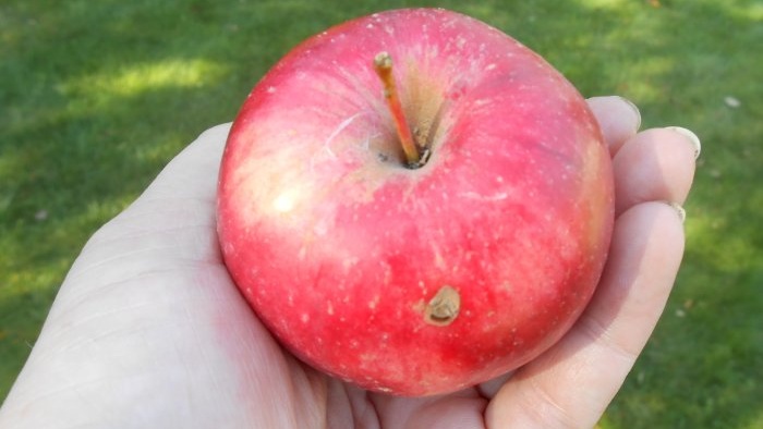 Szaszłyk marynowany w jabłku i cebuli
