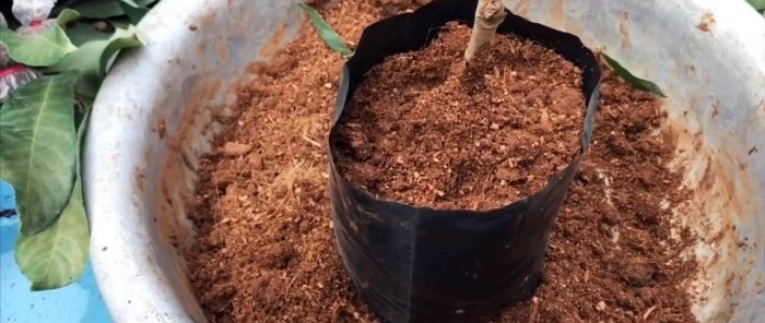100 σίγουρος τρόπος για να αποκτήσετε ένα δενδρύλλιο οποιουδήποτε δέντρου
