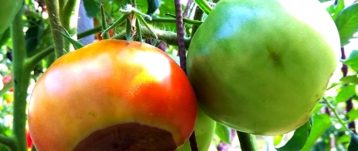 La pourriture apicale des tomates ne se produira plus si vous les arrosez avec ce produit.