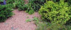 Как да се отървете от плевелите в цветна леха с 50 години гаранция