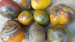 Simple prevention of tomatoes in mid-summer will get rid of late blight