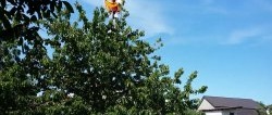 100% perlindungan taman daripada burung