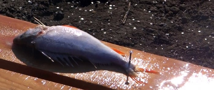 Cómo limpiar un cubo de pescado en 15 minutos