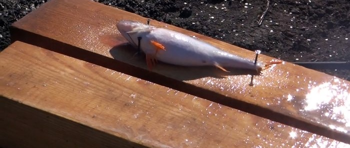 Πώς να καθαρίσετε έναν κουβά ψάρι σε 15 λεπτά