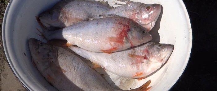 How to clean a bucket of fish in 15 minutes