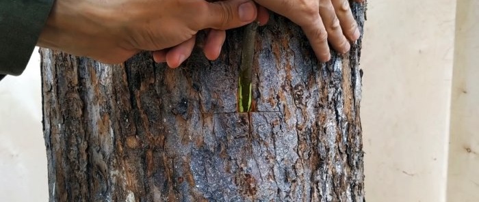 Kaip pasidaryti vasarinį skiepą ant seno medžio kamieno