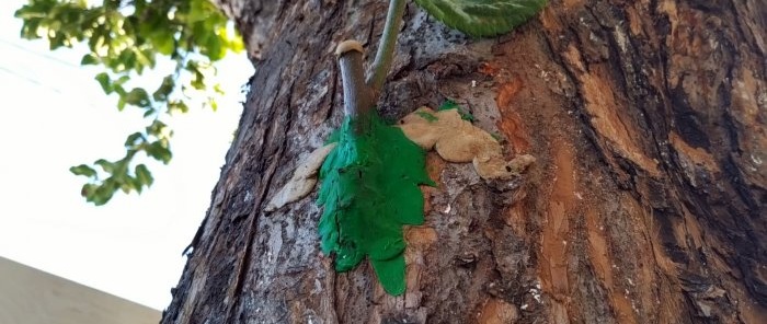 كيفية عمل تطعيم صيفي على جذع شجرة قديمة