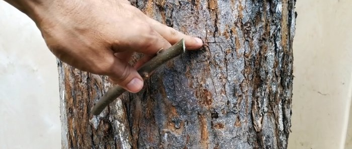 Com fer un empelt d'estiu al tronc d'un arbre vell