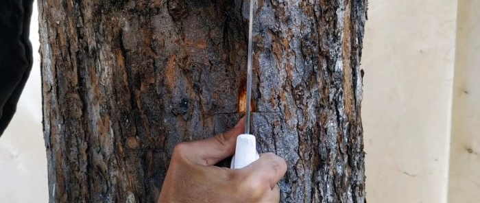 Sådan laver du et sommerpode på stammen af ​​et gammelt træ