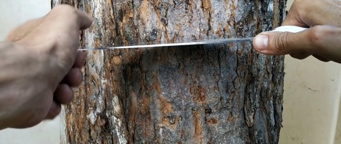 Cómo hacer un injerto de verano en el tronco de un árbol viejo