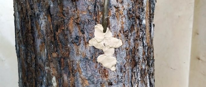 Как да направите лятна присадка върху ствола на старо дърво
