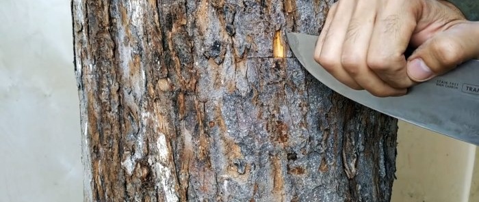 Како направити летњи калем на стаблу старог дрвета