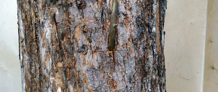 Com fer un empelt d'estiu al tronc d'un arbre vell