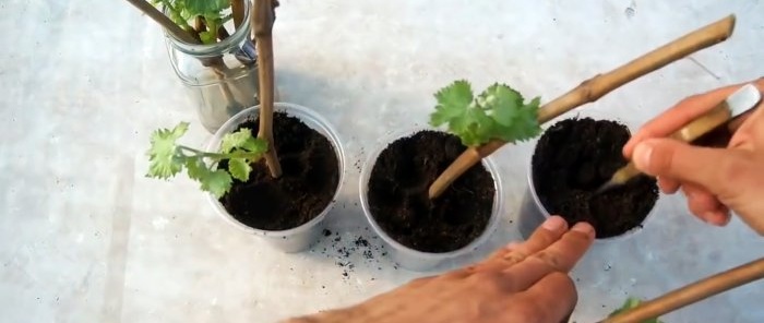 100 façons de faire germer des boutures de raisin Je fais toujours ça