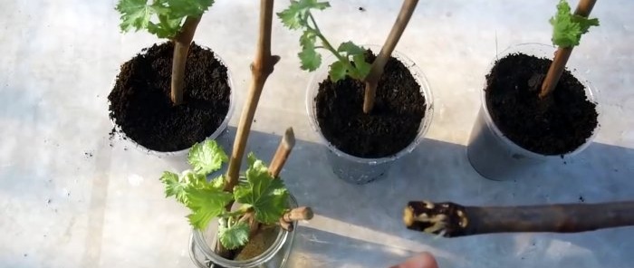 100 ways to germinate grape cuttings I always do this