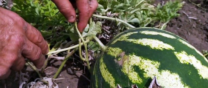 Kako 100% odabrati savršenu lubenicu - savjet agronoma koji zna svoj posao