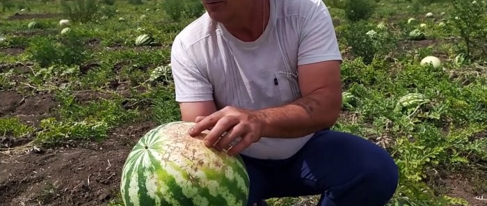 Hogyan válasszuk ki 100%-ban a tökéletes görögdinnyét - tanácsok egy agronómustól, aki ismeri a dolgát