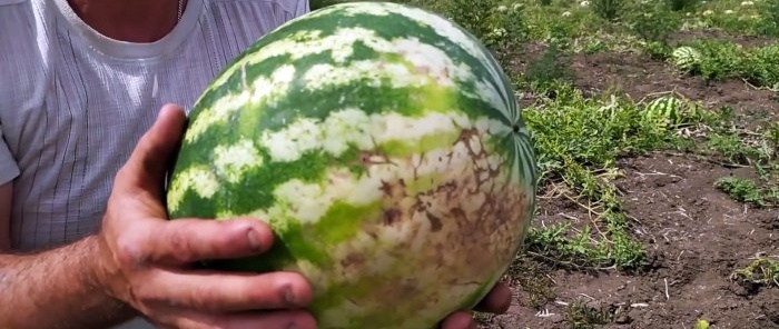 Hoe je 100% de perfecte watermeloen kiest - advies van een agronoom die zijn vak kent