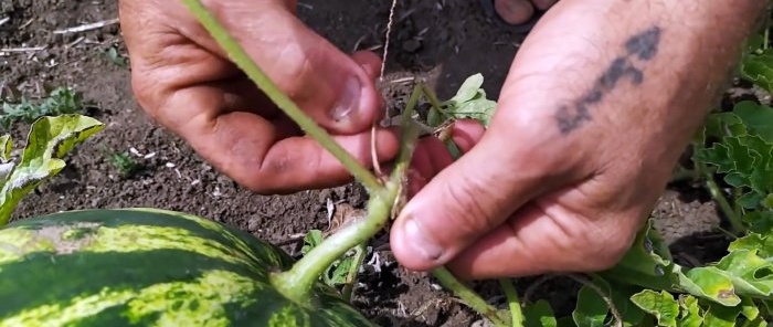 Hur man till 100 % väljer den perfekta vattenmelonen - råd från en agronom som kan sin sak