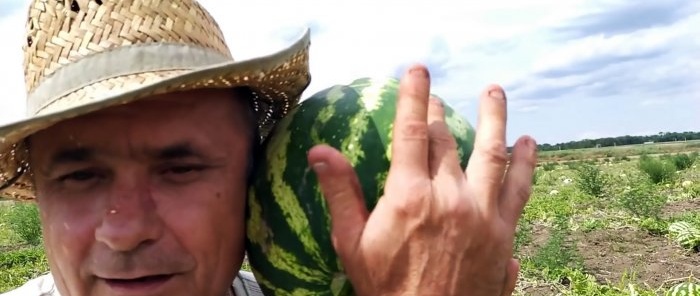 Sådan vælger du 100% den perfekte vandmelon - råd fra en agronom, der kender sin sag