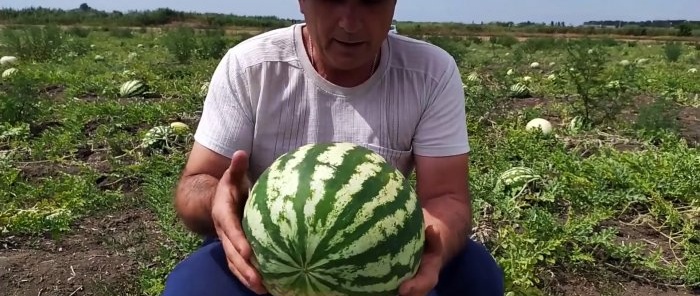 Hvordan velge den perfekte vannmelonen 100 % - råd fra en agronom som kan sin virksomhet