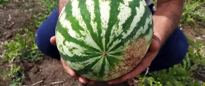 Sådan vælger du 100 % den perfekte vandmelon - råd fra en agronom, der kender sin sag