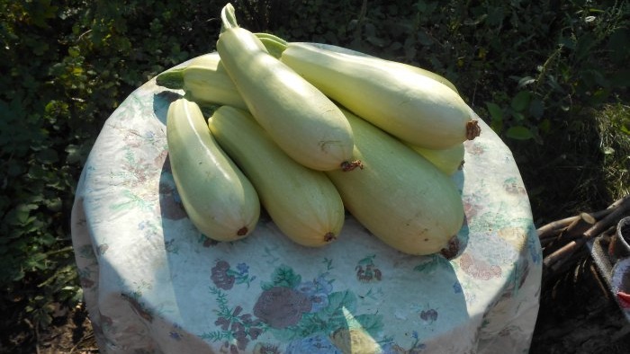 Tiga sebab penurunan hasil zucchini