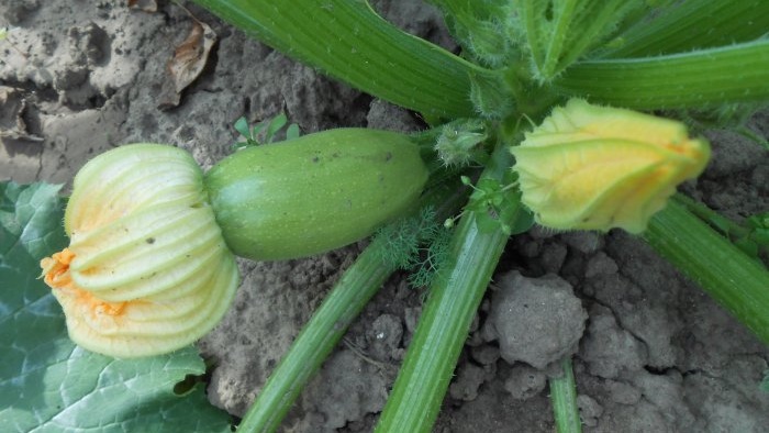 Three reasons for the decline in zucchini yields