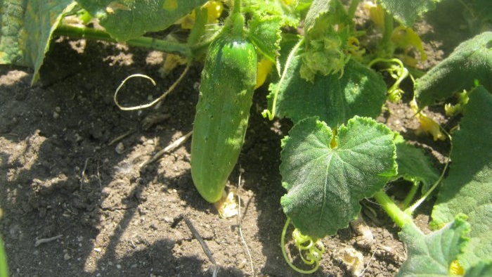 Ufrugtbare blomster på agurker 6 hovedårsager og hvordan man håndterer dem