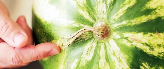 8 Zeichen, die Ihnen mit einer Wahrscheinlichkeit von fast 100 bei der Auswahl einer Zuckerwassermelone helfen