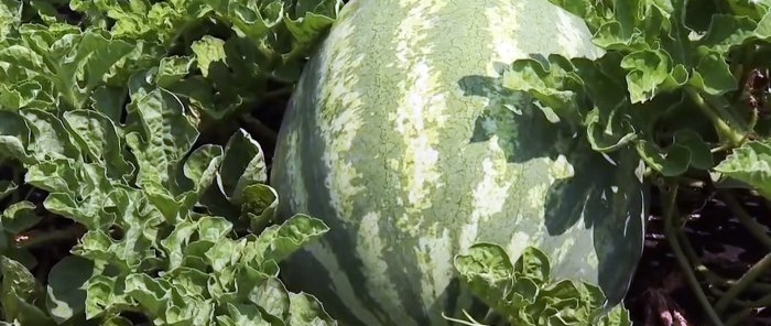 8 mga palatandaan na tutulong sa iyo na pumili ng isang sugar watermelon na may halos 100 na posibilidad