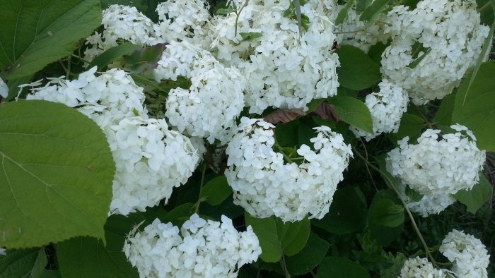 Efterårshave top 7 lyse blomster, der blomstrer i september