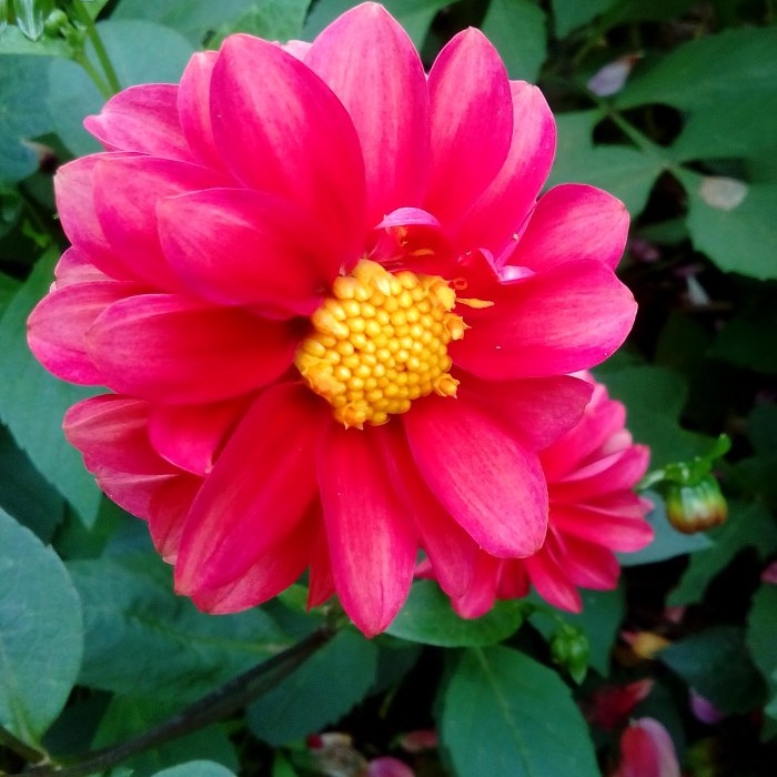 Grădina de toamnă top 7 flori strălucitoare care înfloresc în septembrie