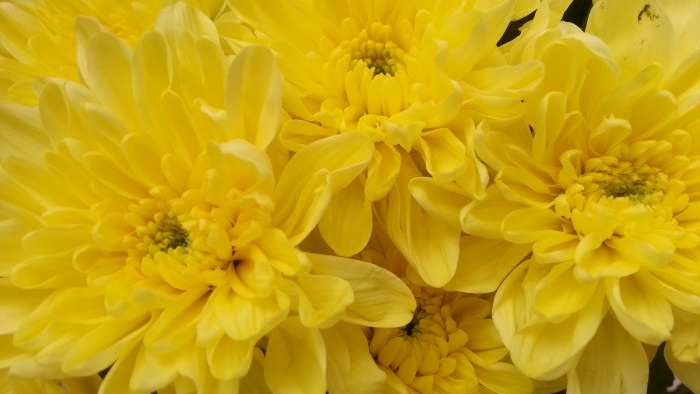 Jardí de tardor top 7 flors brillants que floreixen al setembre