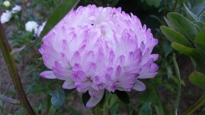 Jardí de tardor top 7 flors brillants que floreixen al setembre