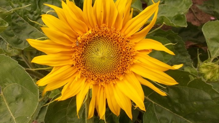 Jardí de tardor top 7 flors brillants que floreixen al setembre