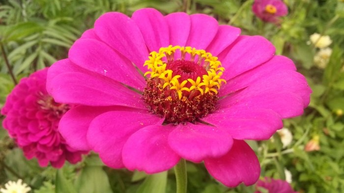 Rudens dārza top 7 koši ziedi, kas zied septembrī